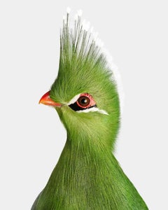 Turaco de Livingstone (30" x 37.5")