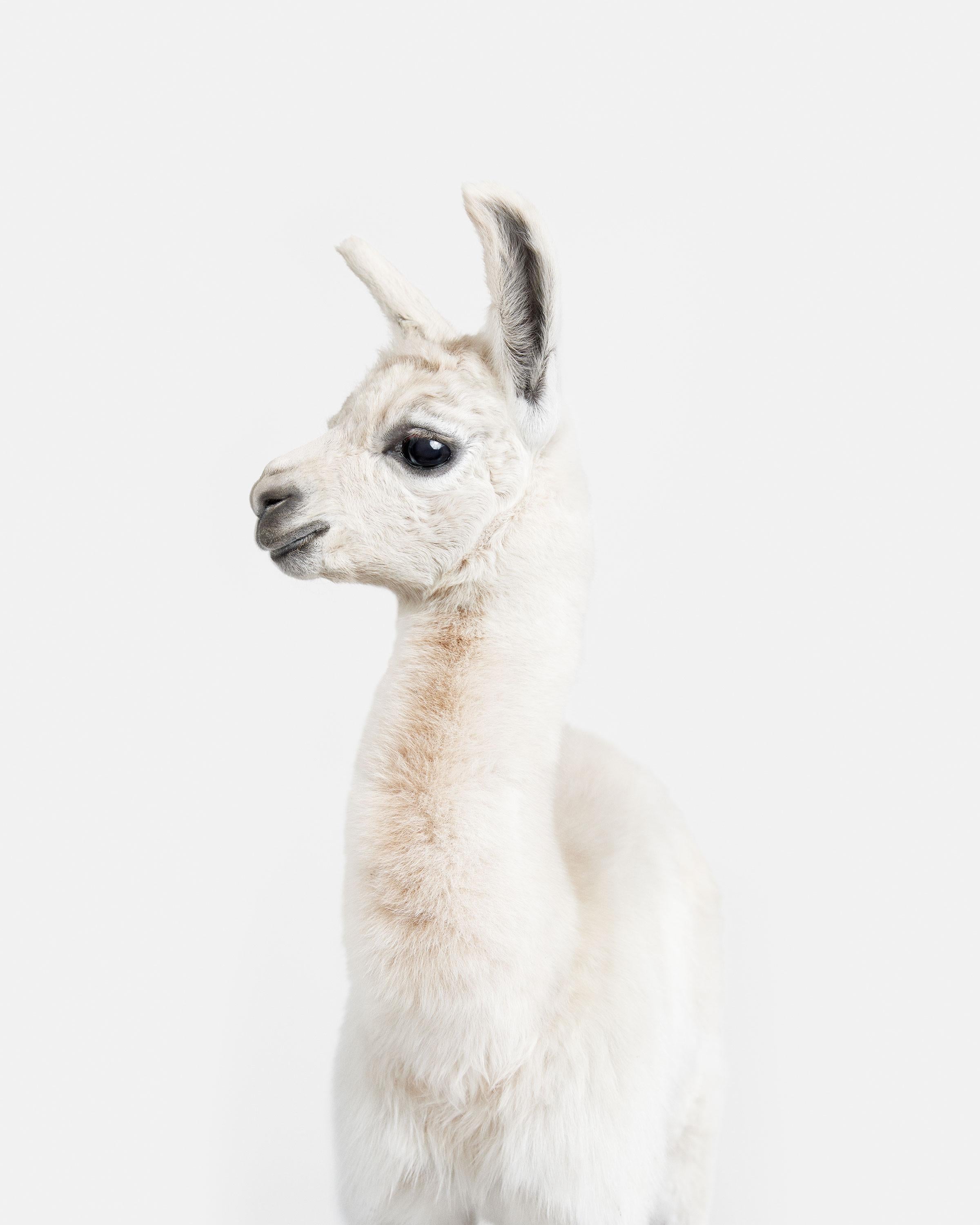 Randal Ford Animal Print - Llama Baby (37.5" x 30")