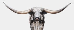 Longhorn No. 8 Panoramic (30" x 72")