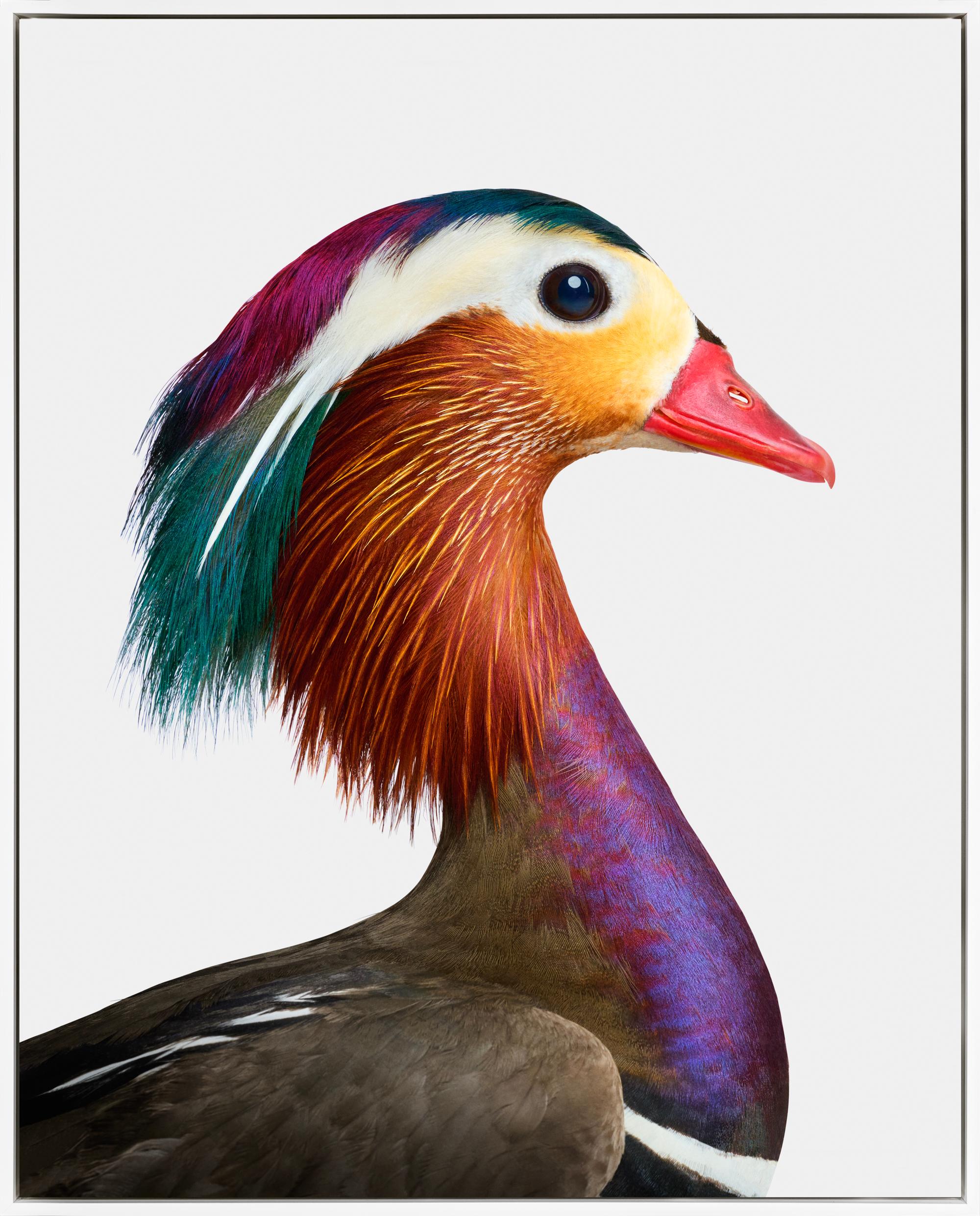 Randal Ford Figurative Photograph - "Mandarin Duck Profile" Contemporary Animal Portrait Framed Photo on Aluminum