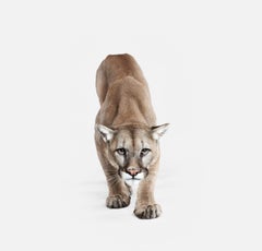 Mountain Lion No. 1 (48" x 60")