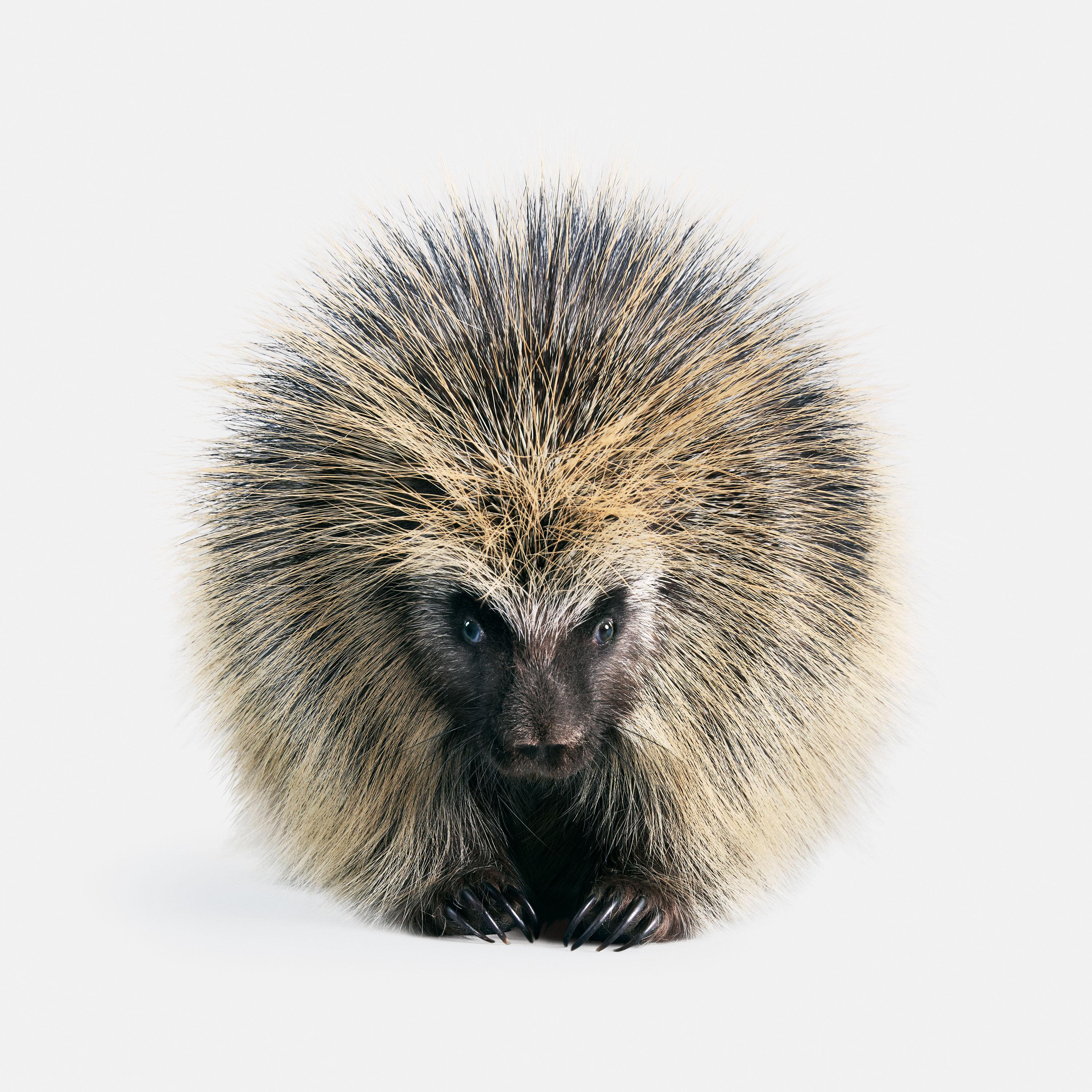 Randal Ford Color Photograph - North American Porcupine (40" x 40")