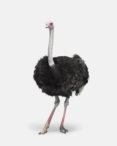 Ostrich No. 1 (60" x 48")