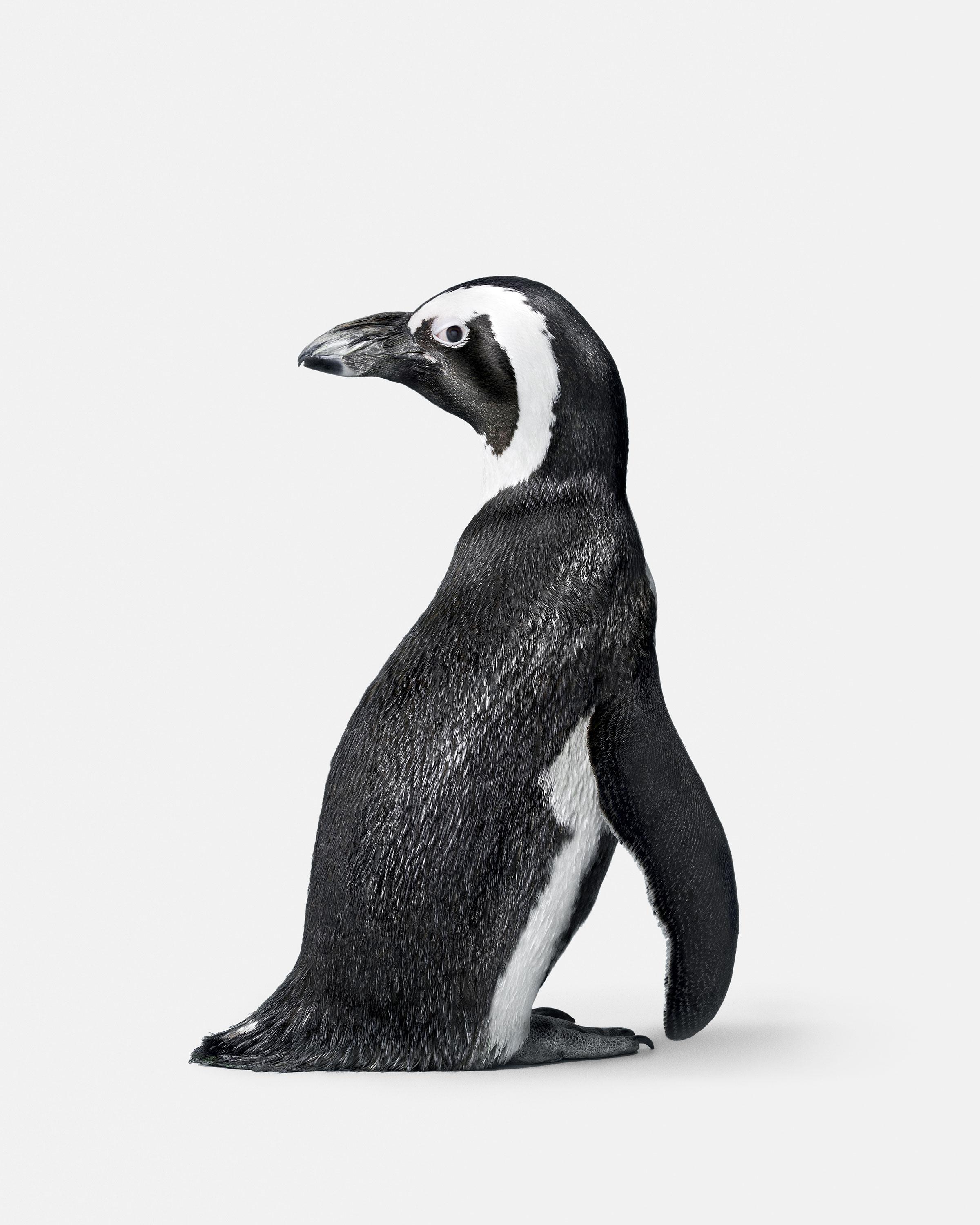 Randal Ford Animal Print - Penguin No. 2 (37.5" x 30")
