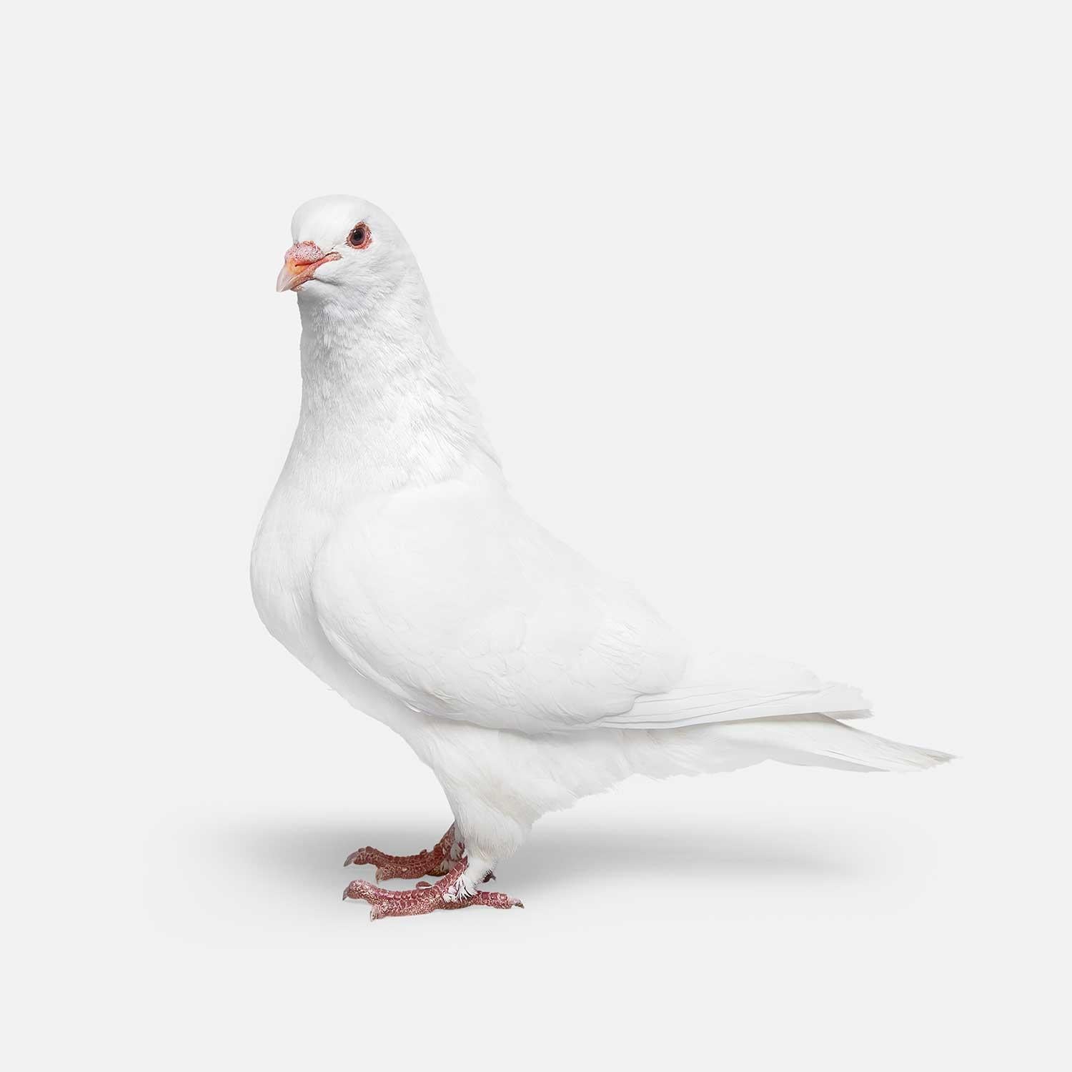 Randal Ford Color Photograph - Pigeon No. 1 (30" x 37.5")