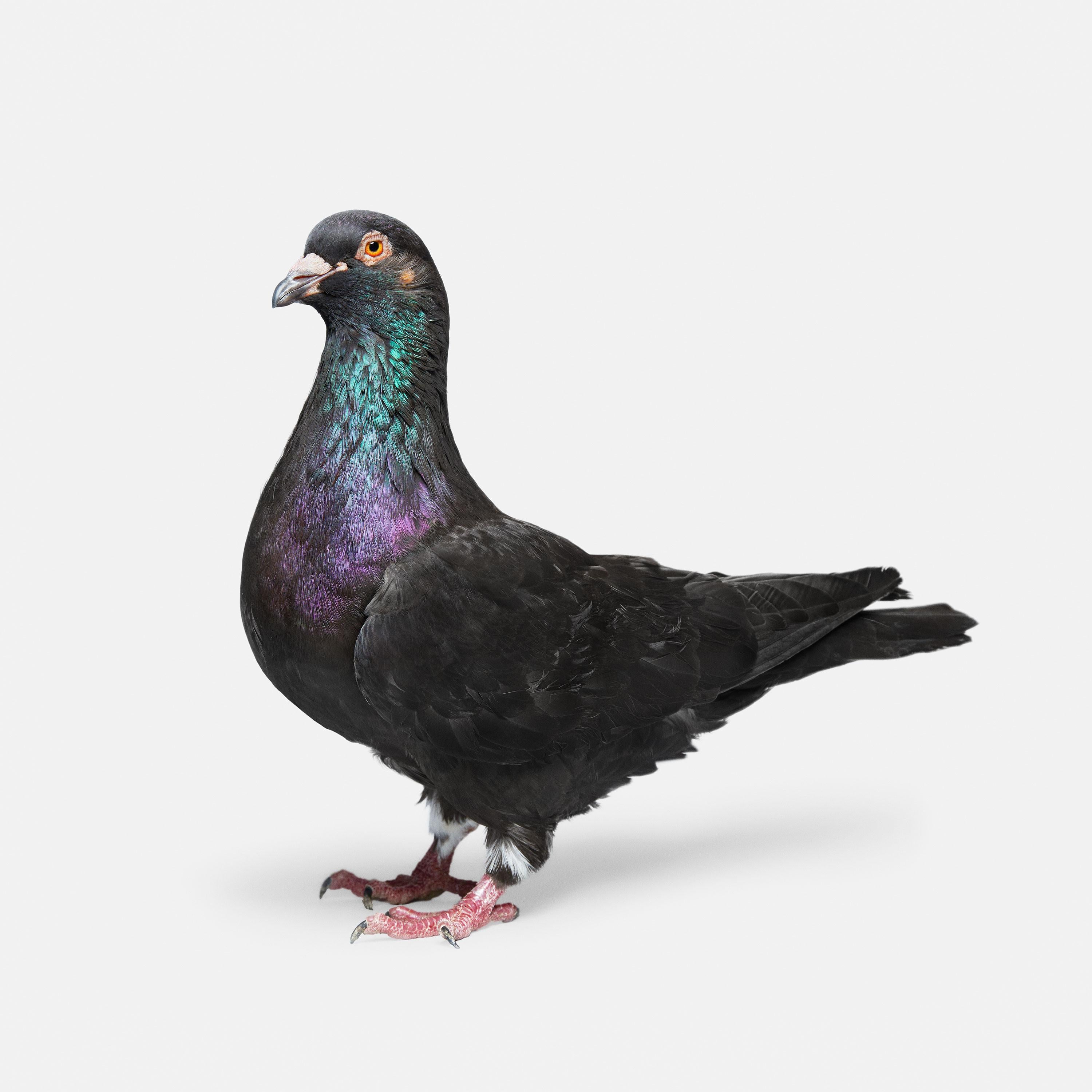 Randal Ford Color Photograph - Pigeon No. 3 (30" x 37.5")