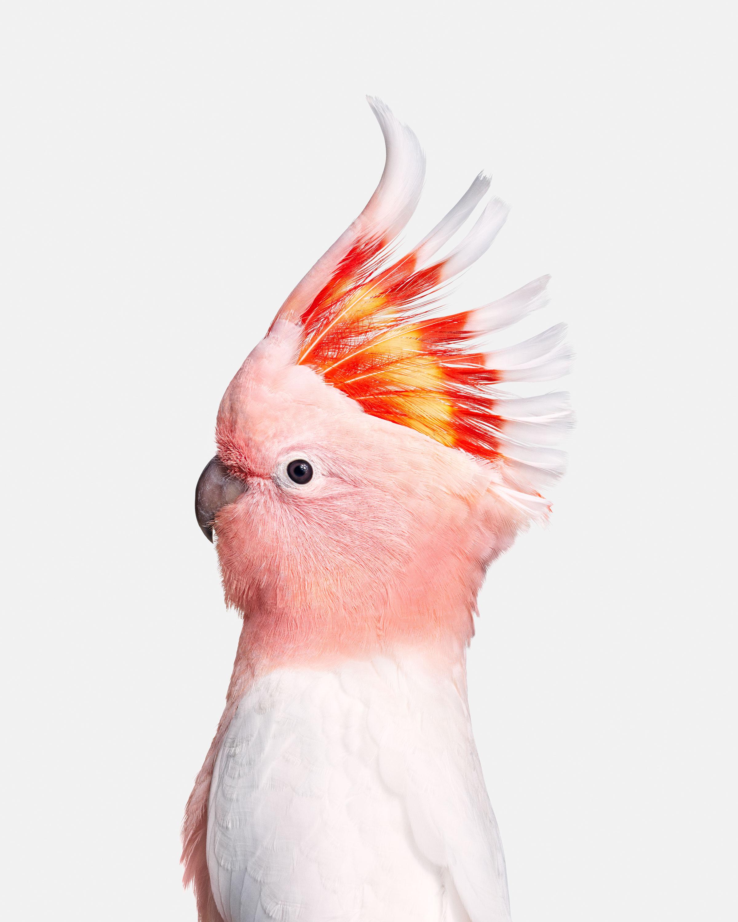 Randal Ford Color Photograph - Pink Cockatoo (30" x 37.5")
