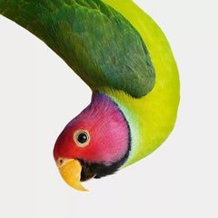 Plum-Headed Parakeet (32" x 32")