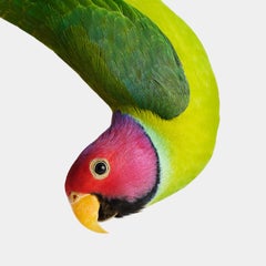 Plum-Headed Parakeet (37.5" x 30")
