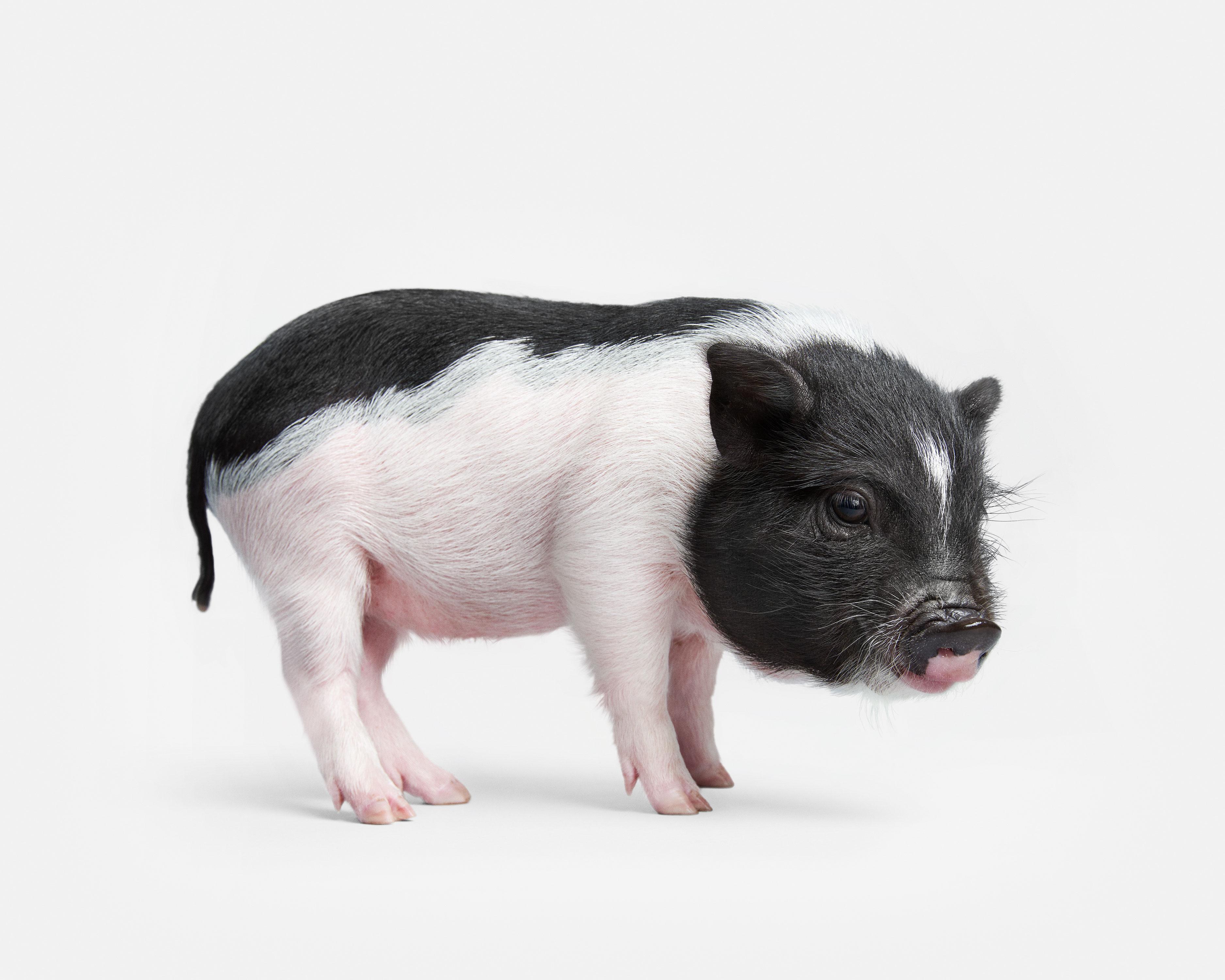 Randal Ford Color Photograph - Pot Bellied Piglet (30" x 37.5")