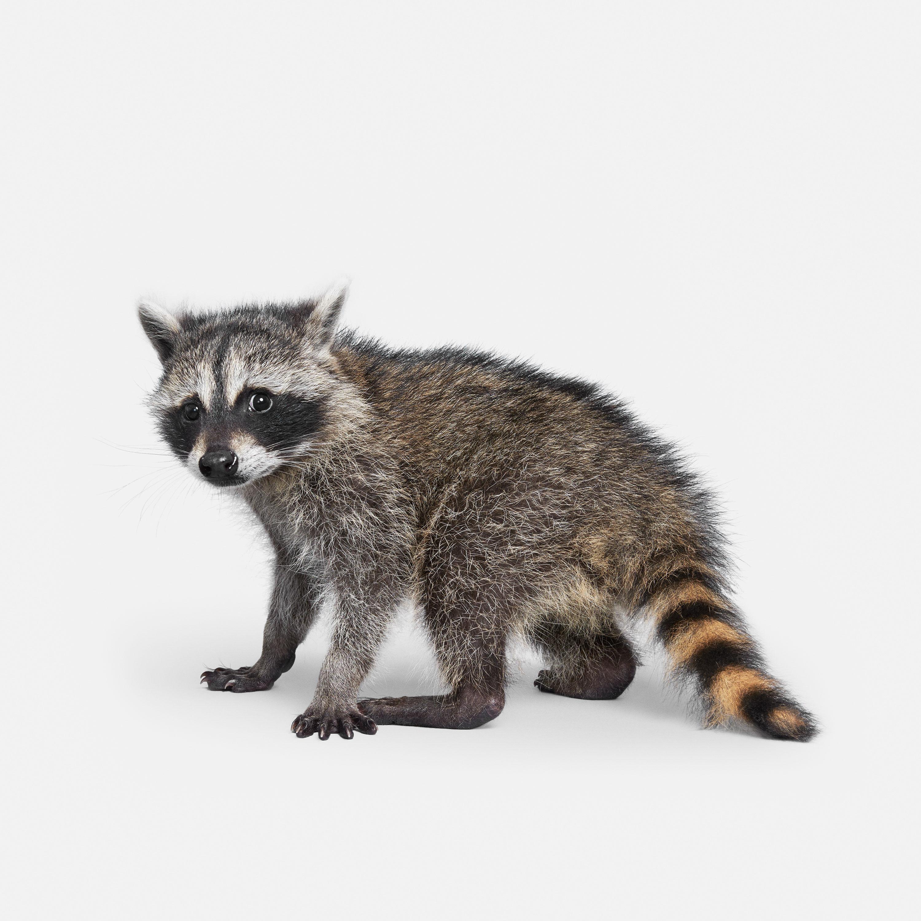 Randal Ford Color Photograph - Racoon Baby (32" x 32")