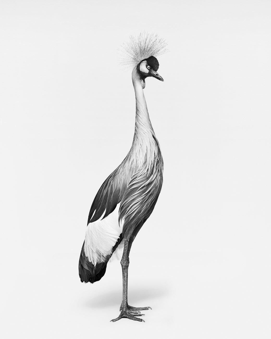 Randal Ford - African Crane No. 1 (BW), Photographie 2024, Imprimé après