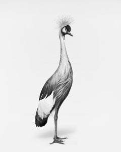 Randal Ford - African Crane No. 1 (BW), Photographie 2024, Imprimé après