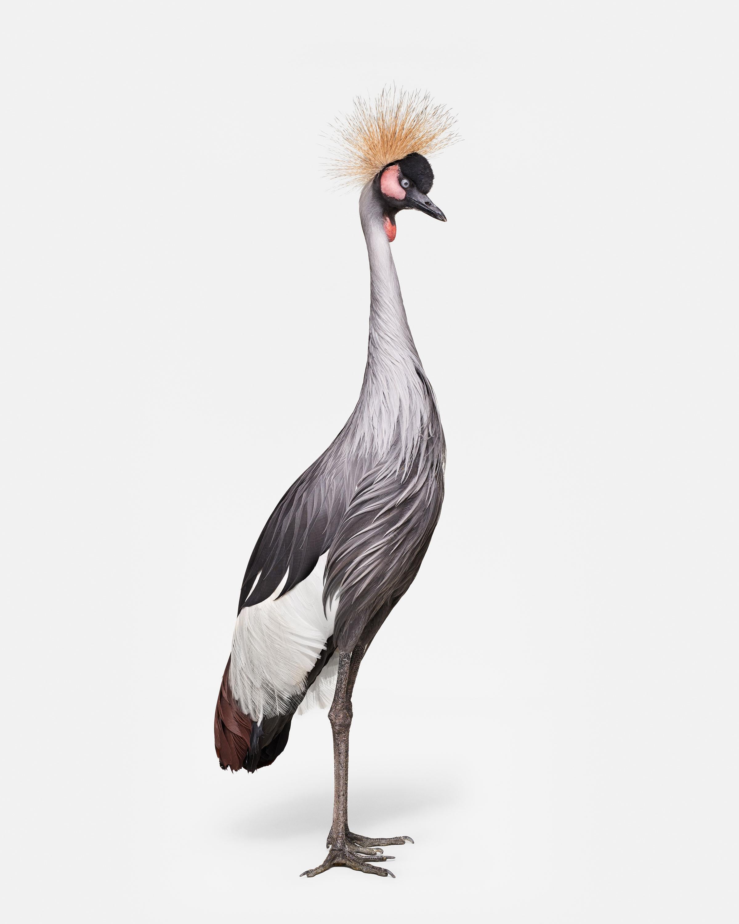 Randal Ford – African Crane No. 1, Fotografie 2018
