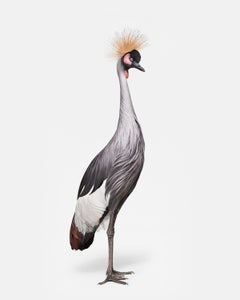 Randal Ford - African Crane No. 1, Photographie 2018