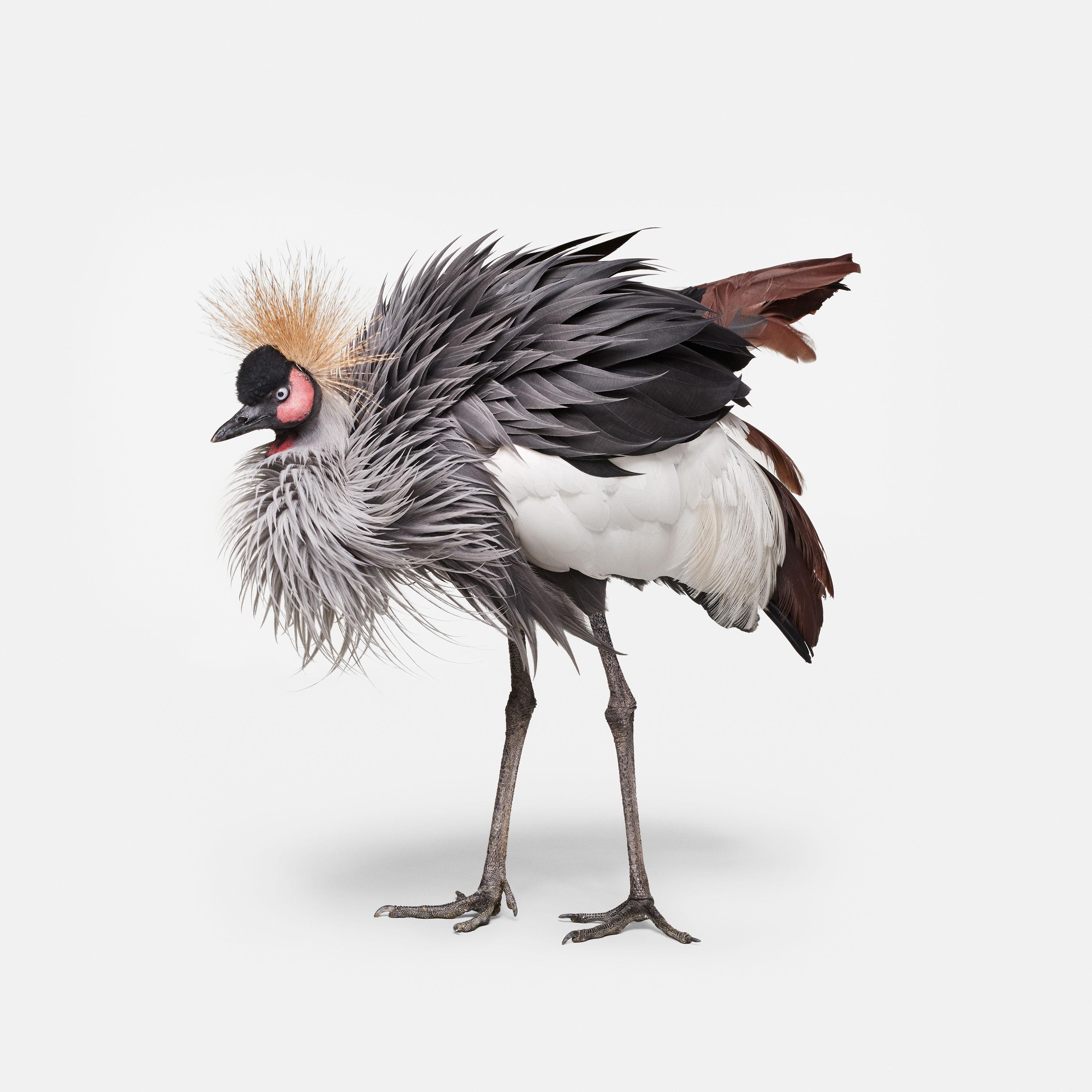 Randal Ford - African Crane No. 2, Photography 2018, Printed After
