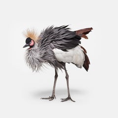 Randal Ford – African Crane No. 2, Fotografie 2018, Nachdruck