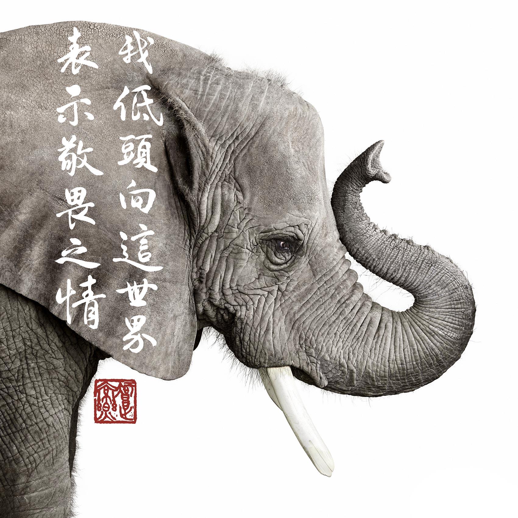 Randal Ford - Éléphant africain, photographie 2023, imprimée d'après