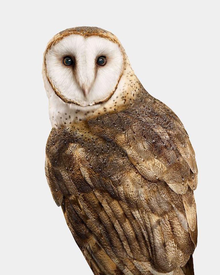 "Barn owls continue to be one of the most fascinating creatures I’ve encountered, and Winston was no exception. This majestic breed is an ethereal blend of seen and unseen elements: their ghostly silent flight; their hollow facial features that