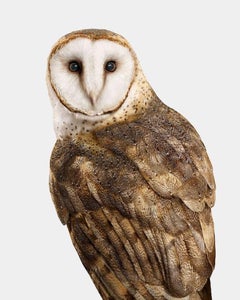 Randal Ford - American Barn Owl, Photography 2024, Printed After