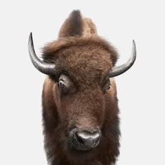 Randal Ford - American Buffalo, photographie 2018, imprimée d'après