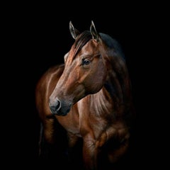 Randal Ford - American Quarter Horse n° 3, photographie 2024, imprimée d'après