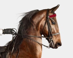 Randal Ford - American Saddlebred Horse n° 1, photographie 2024, imprimée d'après