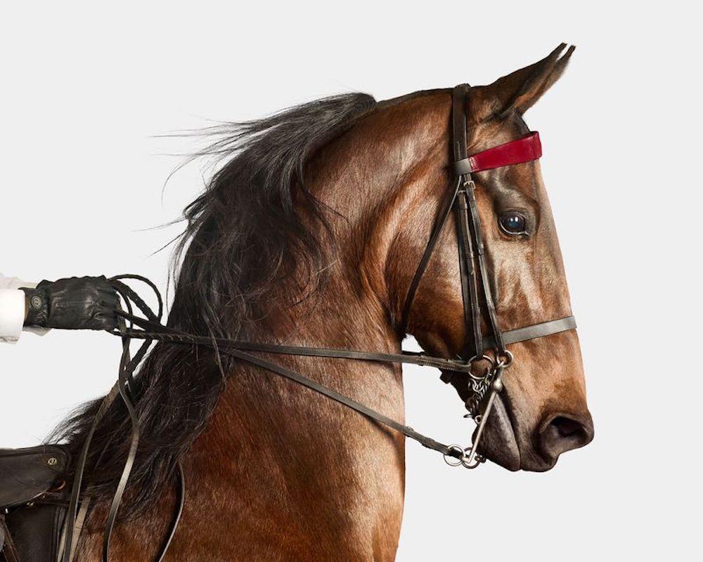 "Albert Einstein once said that mystery is the source of all true art and science. As I found myself looking into the eyes of this incredible animal, I realized I was seeing both. Mystery was truly an art form with his statuesque stance and chestnut