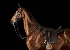 Randal Ford - Caballo de Pura Sangre Americano nº 2, Fotografía 2024, Impreso después de