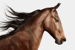 Randal Ford - American Saddlebred Horse n° 3, photographie 2024, imprimée d'après