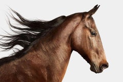 Randal Ford - Caballo de Pura Sangre Americano nº 3, Fotografía 2024, Impreso después de