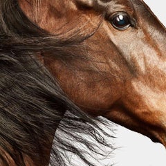 Randal Ford - American Saddlebred Horse n° 4, photographie 2024, imprimée d'après