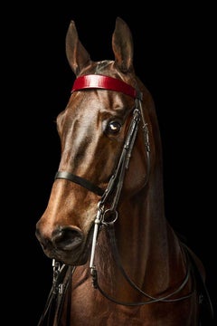 Randal Ford - American Saddlebred Horse n° 5, photographie 2024, imprimée d'après