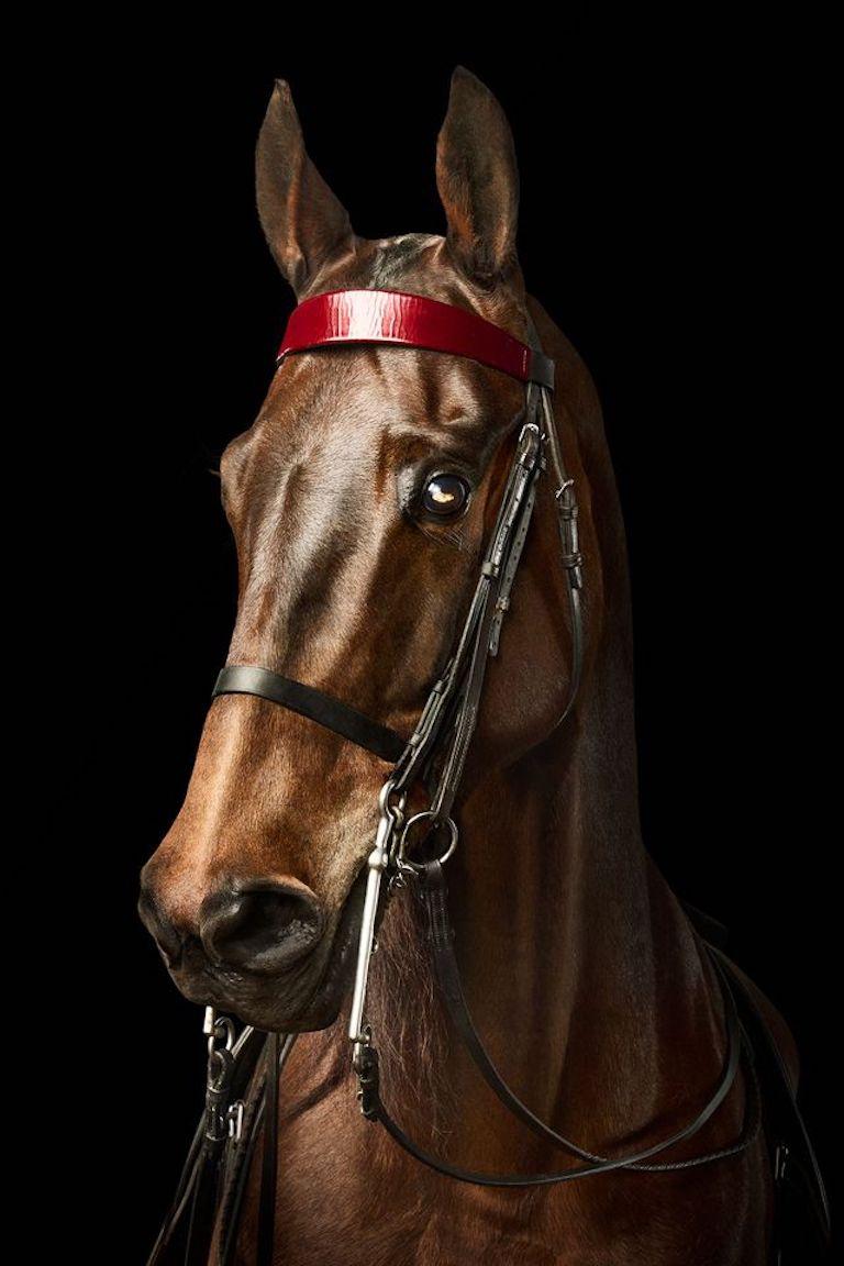 "Albert Einstein once said that mystery is the source of all true art and science. As I found myself looking into the eyes of this incredible animal, I realized I was seeing both. Mystery was truly an art form with his statuesque stance and chestnut