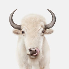 Randal Ford - American White Buffalo, Photography 2018, Printed After