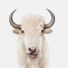 Randal Ford - American White Buffalo, Fotografie 2018, Nachdruck