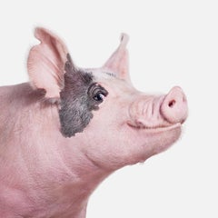 Randal Ford - American White Cross Pig, photographie 2024, imprimée d'après