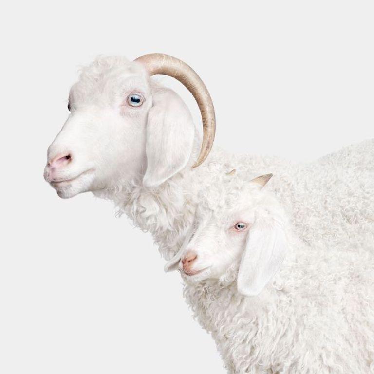 "Annie came to her owners with a big surprise. Originally a rescue purchased at auction, this angelic angora arrived at her forever home with baby Clover secretly growing in her belly. I like to imagine the two in cahoots together—Annie and Clover,