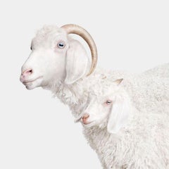 Randal Ford - Angora Doe and Doeling, photographie 2024, imprimée d
après