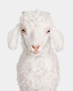Randal Ford – Angora Doeling No. 2, Fotografie 2024, Druck nach