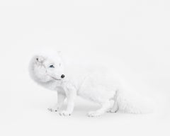 Randal Ford - Arctic Fox No. 1, Fotografie 2018, Nachdruck
