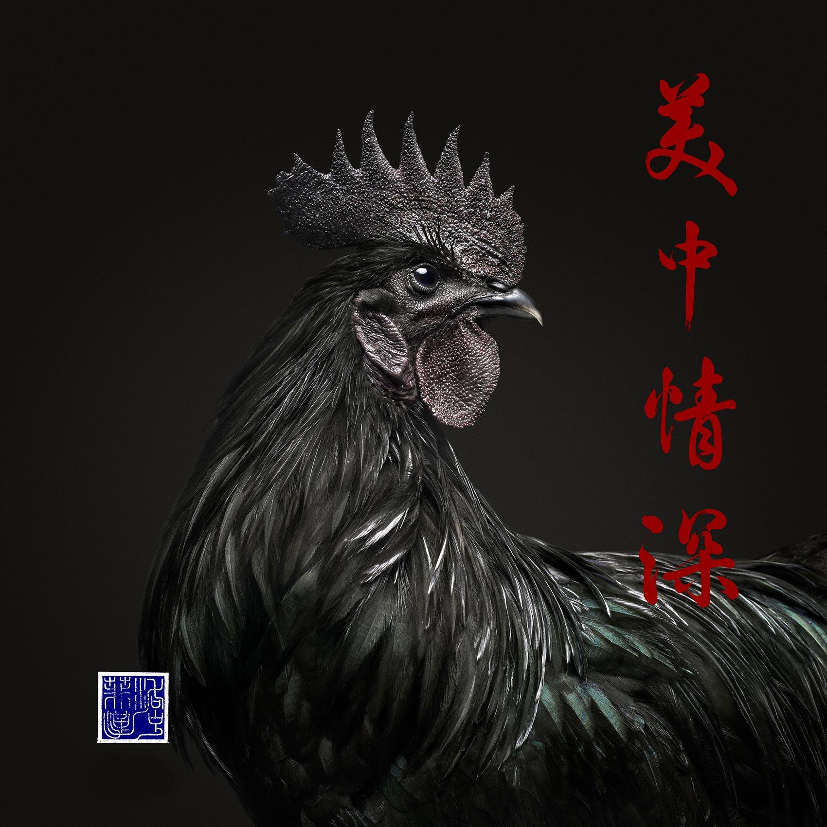 Randal Ford - Ayam Cemani Rooster 2023, Printed After