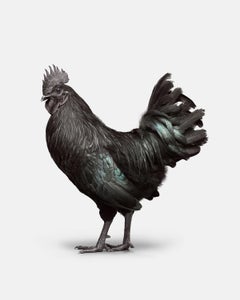 Randal Ford - Ayam Cemani Hahn Nr. 2, Fotografie 2018, Nachdruck