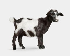Randal Ford - Baby Goat No. 2, Photography 2024, Printed After