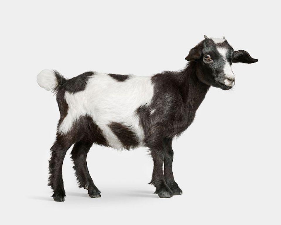 "Baby goats are always a blast to photograph. Bubbles was full of life and floated around like a happy-go-lucky butterfly. He was so social, in fact, that within a few minutes of being on set, he introduced himself to a group of chickens and spent