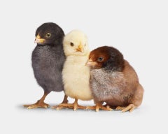 Randal Ford - Band of Chicks, Photography 2024, Printed After