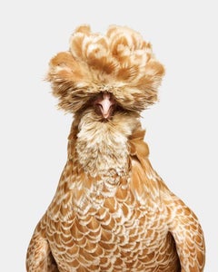 Randal Ford - Bantom Buff geschliffene polierte polnische Hen Nr. 1, 2024, gedruckt nach