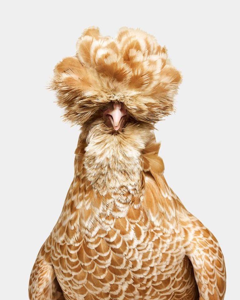 Randal Ford - Poule polonaise à dentelle de buffle n° 1, 2024, imprimé d'après