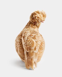 Randal Ford - Bantom Buff geschliffene polierte polnische Hen Nr. 2, 2024, bedruckt nach