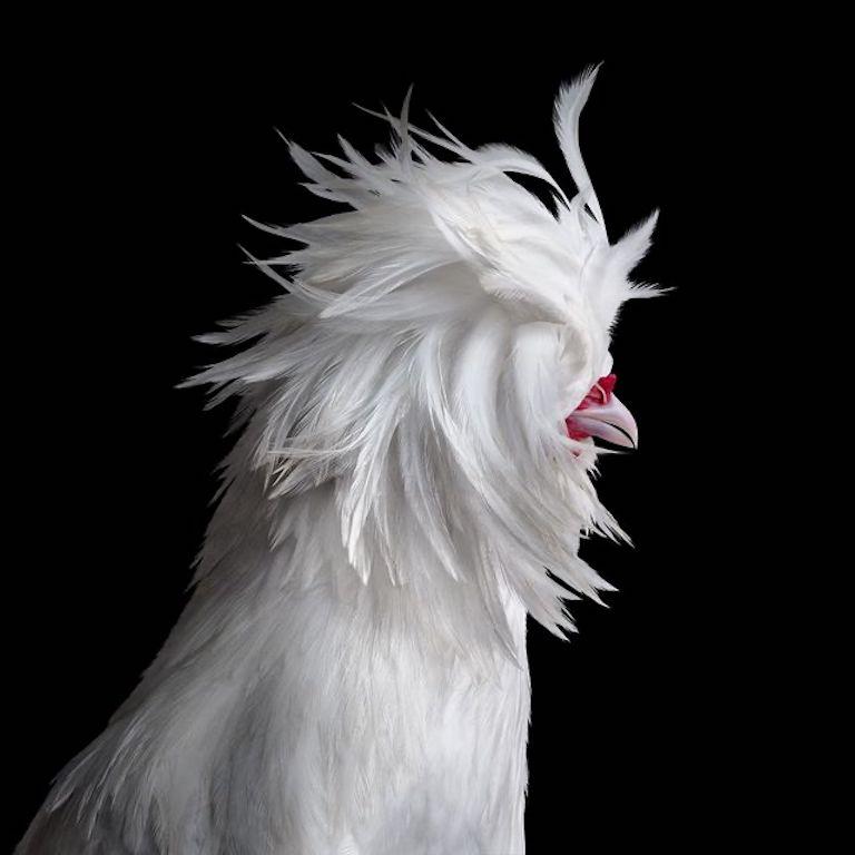 Randal Ford - Bantom White Polish Hen No. 1 on Black, 2024, Printed After